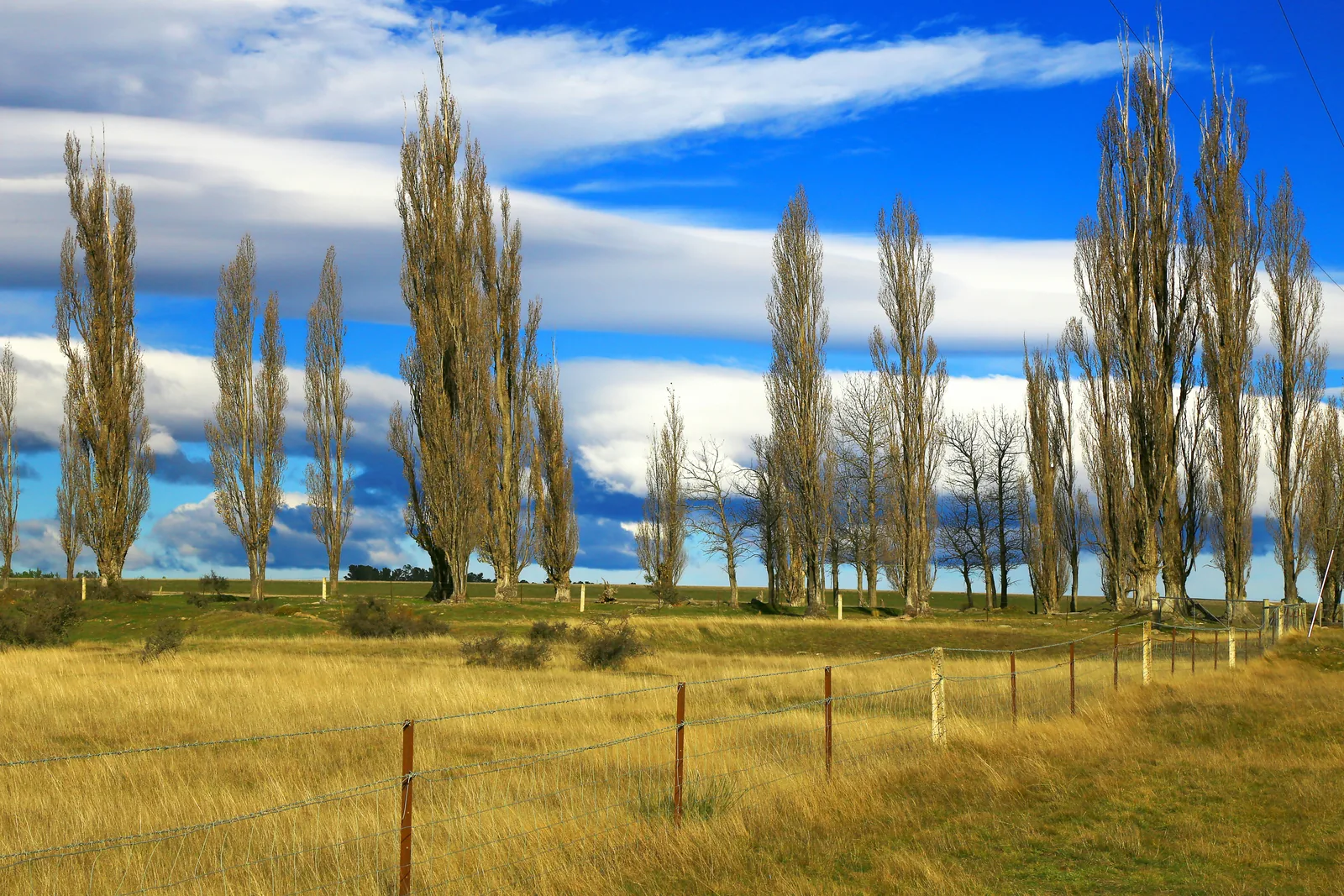 Electric fence on a pasture