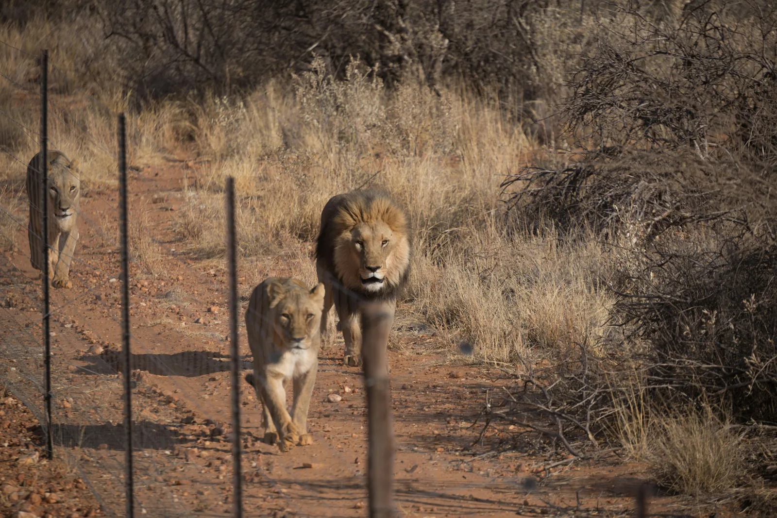 Lions walking along an electric fence perimeter in a game reserve