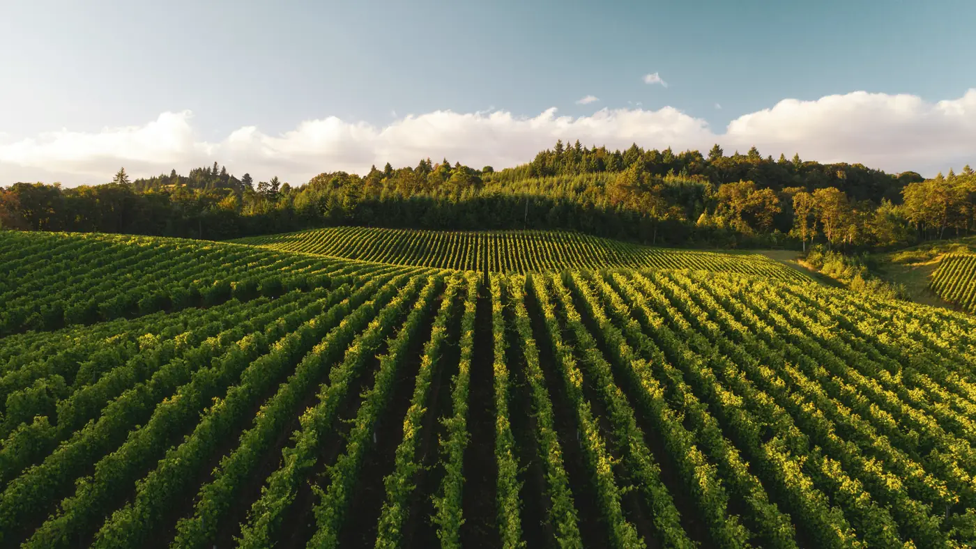 Rows of vines on a rolling vineyard hillside in warm low sun, with forest behind
