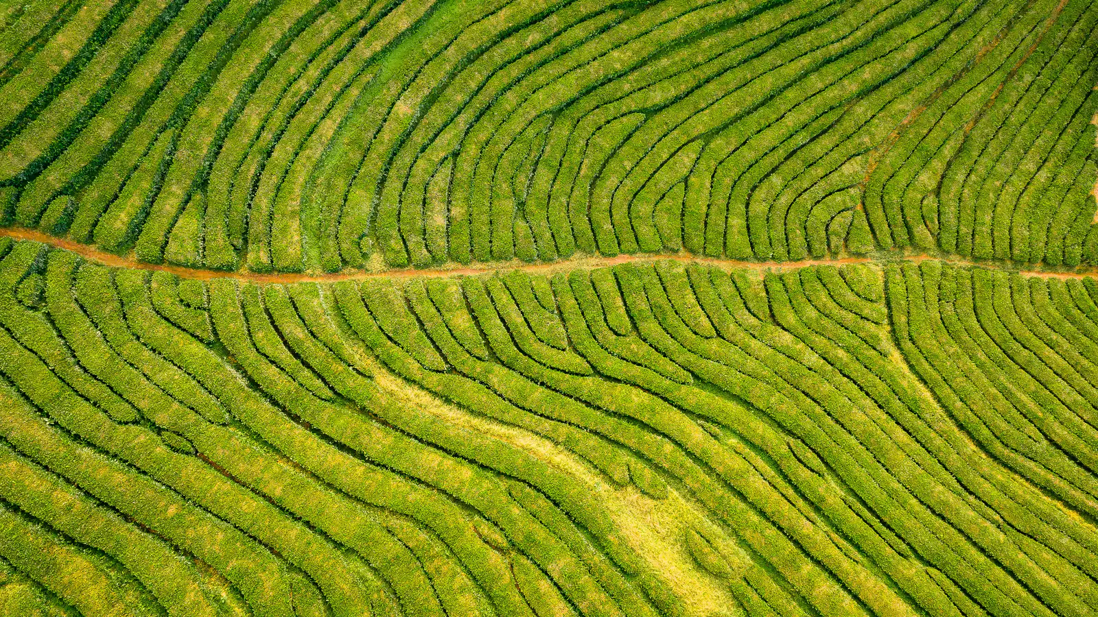 Aerial view of curving rows of a green tea plantation split by a red dirt path