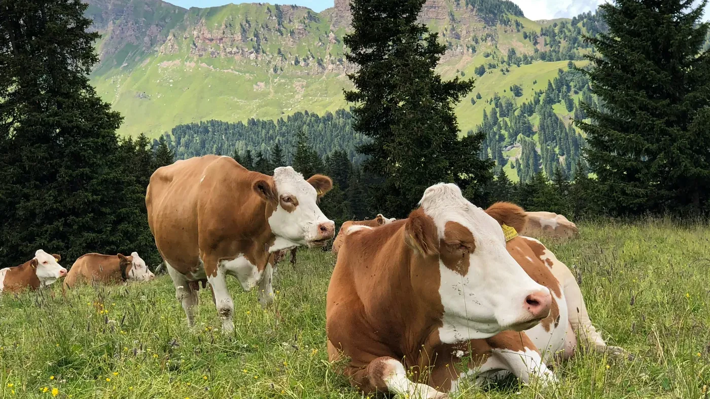 Brown and white cattle grazing and resting in an alpine meadow