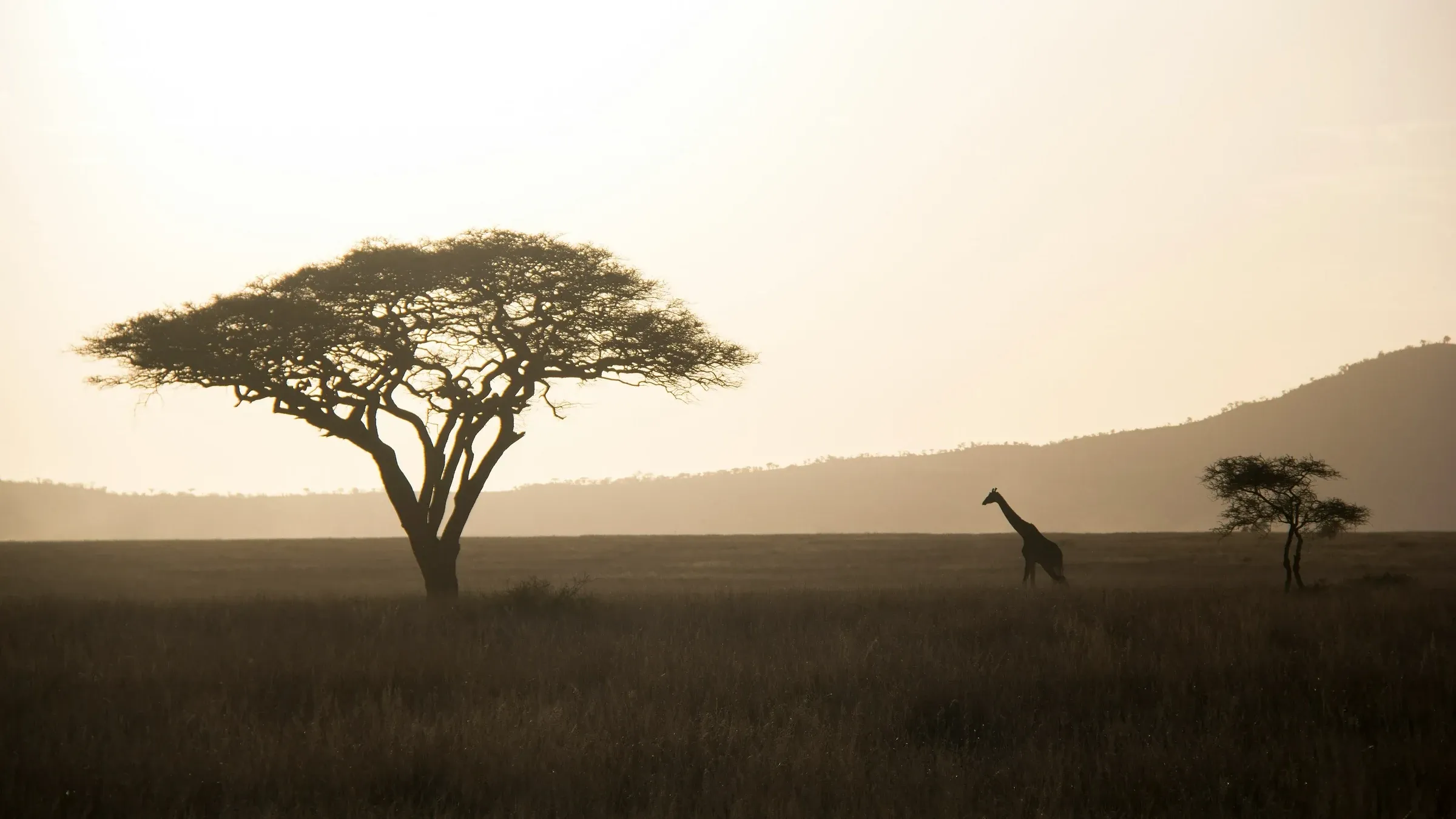 Giraffe and acacia trees silhouetted on an open savanna at dawn