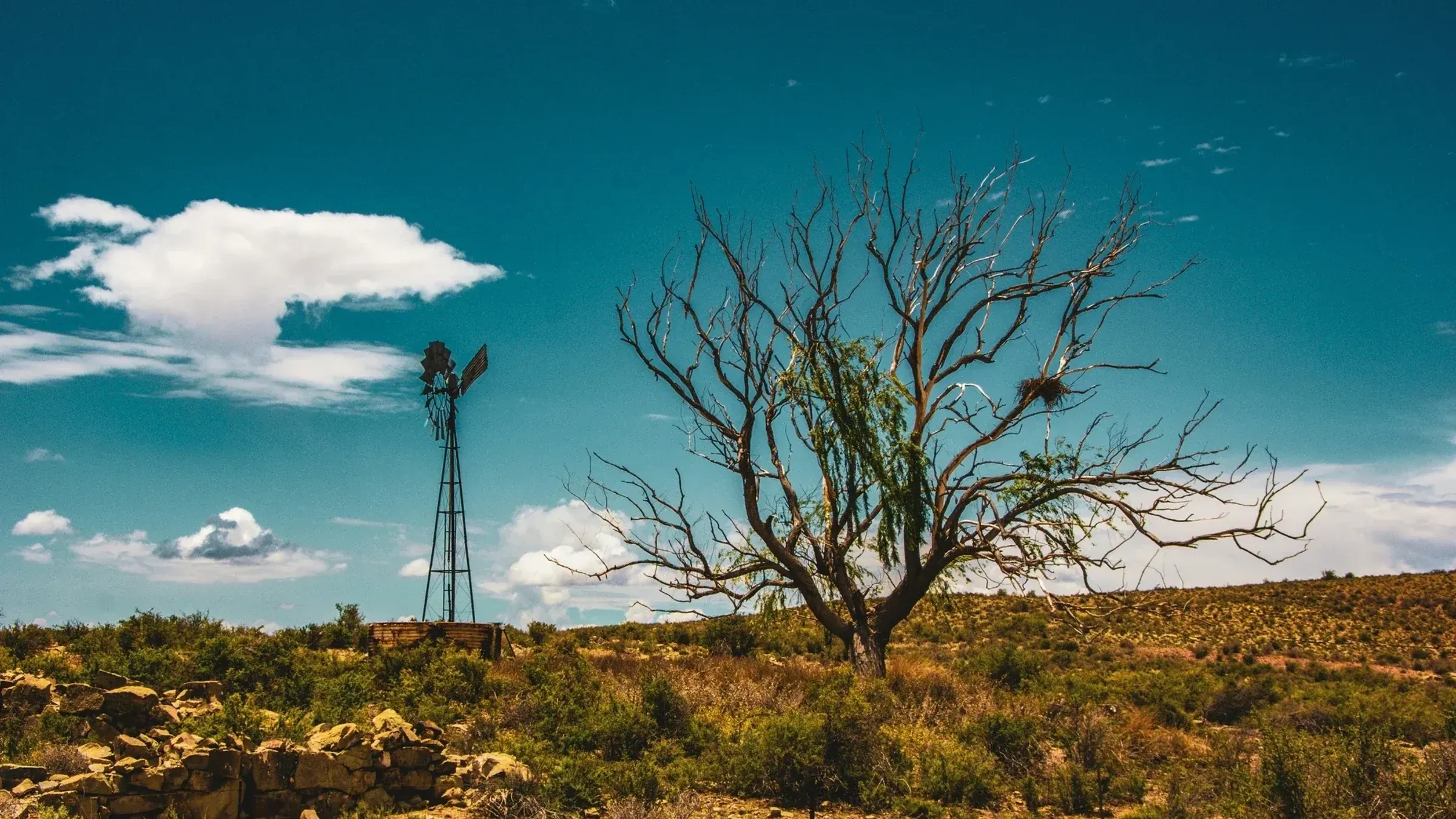 Windmill water pump and a large tree in dry scrubland under a blue sky