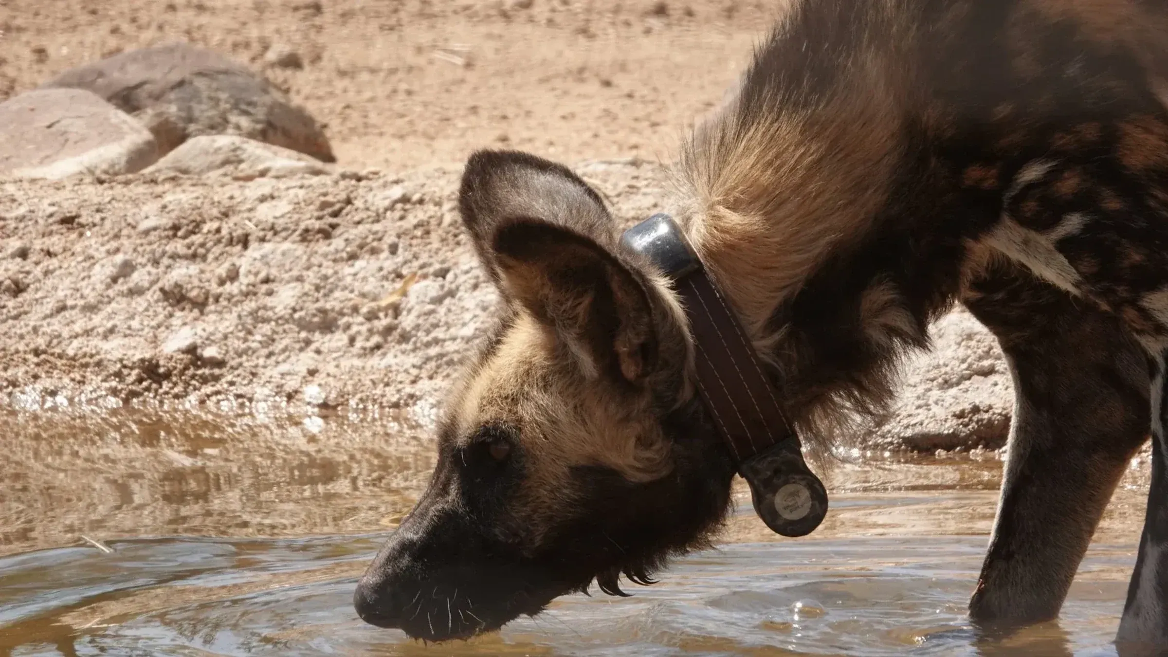 African wild dog drinking at a waterhole while wearing a GPS tracking collar