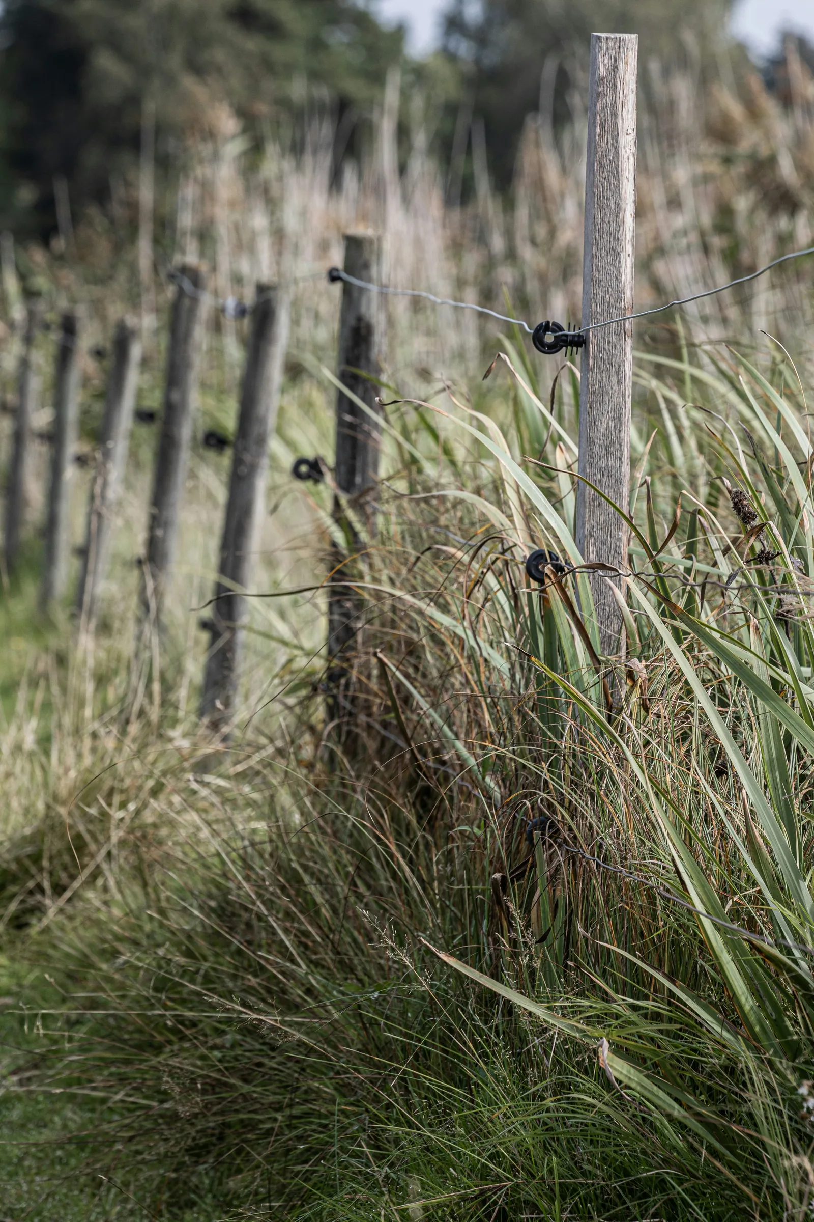 Electric fence wires shorted by tall grass growing up against the line